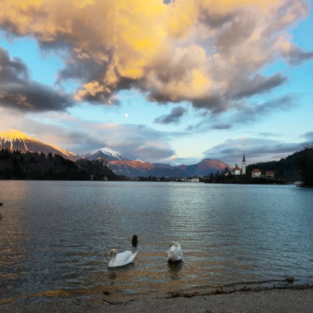 As the golden sun sets over Lake Bled, two graceful swans create the perfect frame for this magical moment. 🦢✨ The calm waters, the iconic island, and the serene atmosphere remind us why Bled is one of Slovenia's most enchanting destinations. 🌅Whether you're here for a peaceful stroll, a boat ride to the island, or simply to take in views like this, Bled never fails to captivate. 💛📍 Lake Bled, Slovenia
🗓️ When will you visit this fairytale scene?#LakeBled #VisitSlovenia #SunsetMagic #TravelMoments #SwanLake #SloveniaAdventures