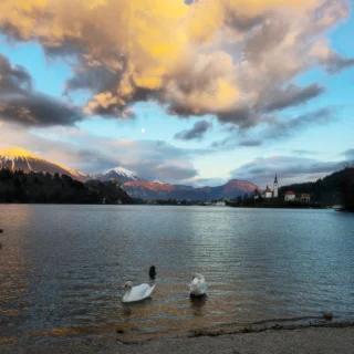 As the golden sun sets over Lake Bled, two graceful swans create the perfect frame for this magical moment. 🦢✨ The calm waters, the iconic island, and the serene atmosphere remind us why Bled is one of Slovenia's most enchanting destinations. 🌅Whether you're here for a peaceful stroll, a boat ride to the island, or simply to take in views like this, Bled never fails to captivate. 💛📍 Lake Bled, Slovenia
🗓️ When will you visit this fairytale scene?#LakeBled #VisitSlovenia #SunsetMagic #TravelMoments #SwanLake #SloveniaAdventures